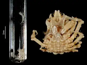 Stilbomastax margaritifera