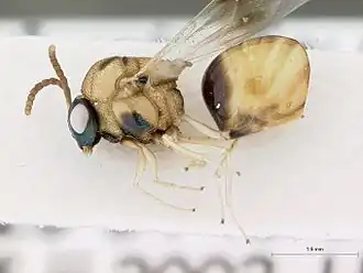 Stilbula quinqueguttata