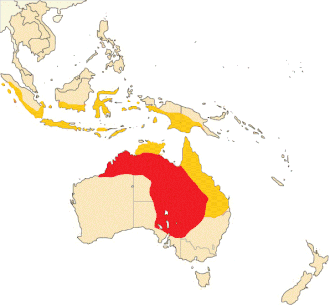 Steltvorkstaartplevier