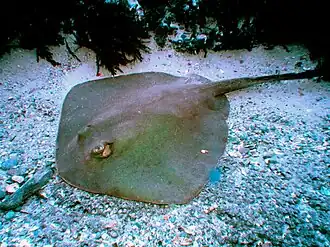 Trygonoptera imitata