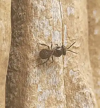 Tetragonula biroi