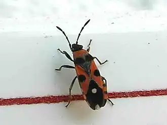 Horvathiolus superbus