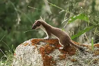 Hermelijn (Mustela erminea)