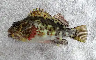 Cirrhitus pinnulatus