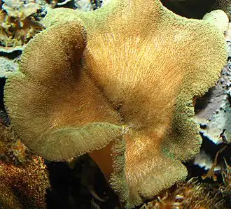 Stichodactyla helianthus