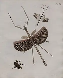 Natuurlyke [...] afbeeldingen en beschryvingen der spooken etc. plaat III