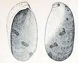 Stomatella ungula