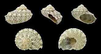 Stomatolina angulata