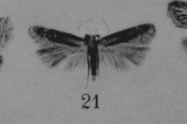 Stomopteryx flavoclavella