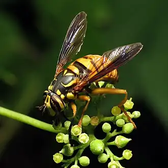 Spilomyia alcimus
