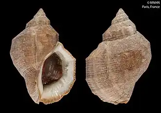 Stramonita delessertiana