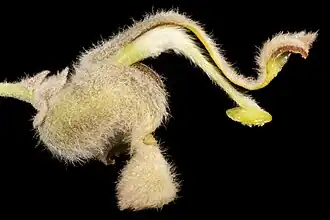 Strangea cynanchicarpa