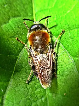 Harige langsprietwapenvlieg Stratiomys longicornis
