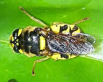 Stratiomys maculosa