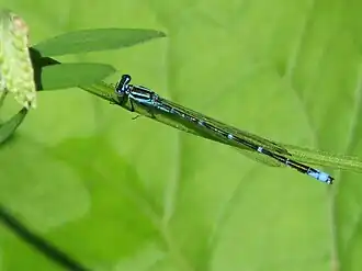 Coenagrion interrogatum