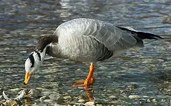 Indische gans (Anser indicus)