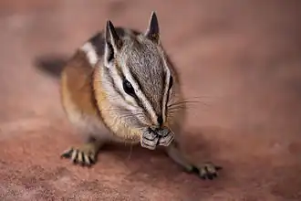 Uintachipmunk
