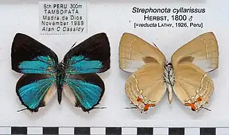 Strephonota cyllarissus