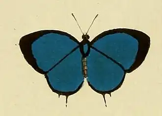 Strephonota sphinx