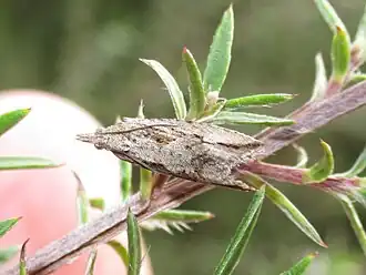 Strepsicrates ejectana