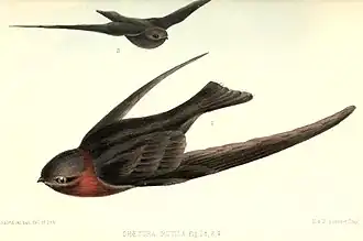 Bruinkraaggierzwaluw