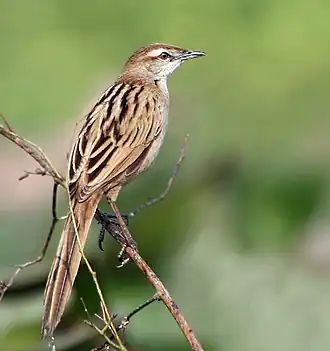 Gestreepte grasvogel
