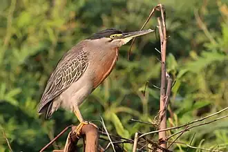 Amerikaanse mangrovereiger