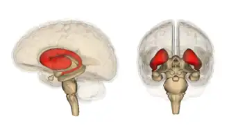 Corpus striatum