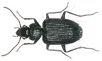 Stricklandiana pericalloides