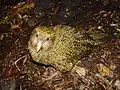 Kakapo (Strigops habroptilus)