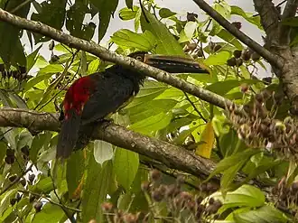 Streepsnavelarassari