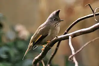 Yuhina gularis