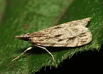 Eudonia strigalis