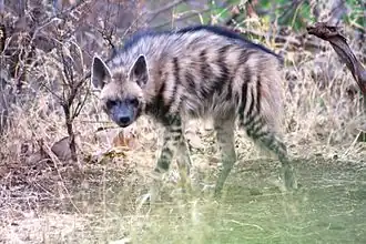 Gestreepte hyena