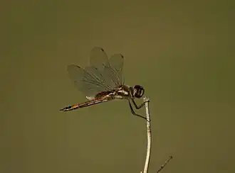 Tramea darwini