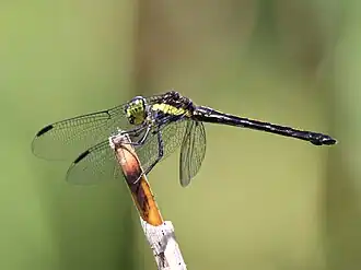 Agrionoptera longitudinalis