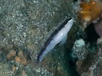 Asterropteryx striata