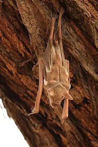 Macronycteris vittata