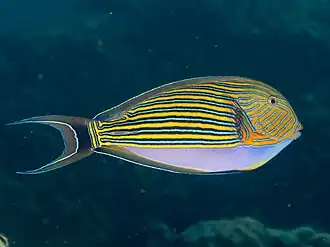 Acanthurus lineatus