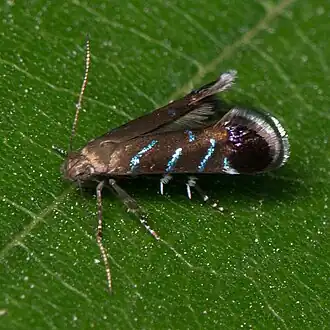 Strobisia iridipennella