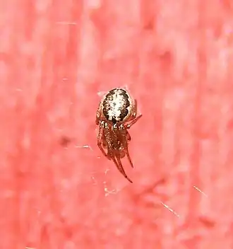 Stroemiellus stroemi