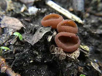 Salomonsstromabekertje