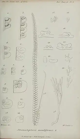 Stromatopteris moniliformis