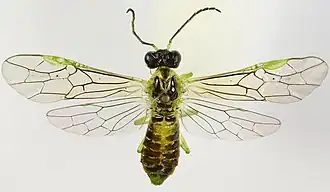 Stromboceros delicatulus