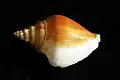 Strombus canarium