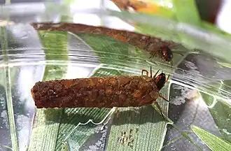 Psilotreta frontalis