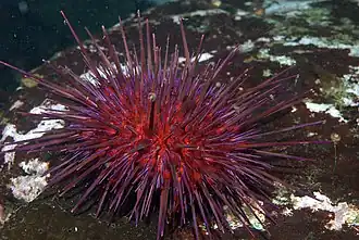 Mesocentrotus franciscanus