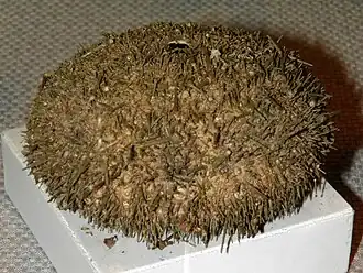 Strongylocentrotus pulchellus