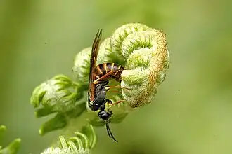 Strongylogaster multifasciata