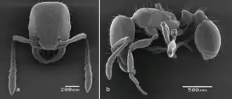 Strongylognathus afer